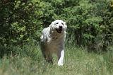 GOLDEN RETRIEVER 1157